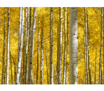 Tapeta do woliery 06